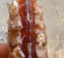 Peeled shrimp