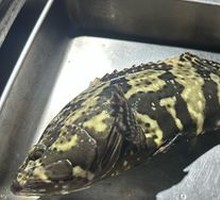 Giant Grouper