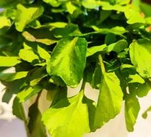 Cantonese Watercress