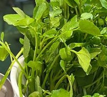 Watercress