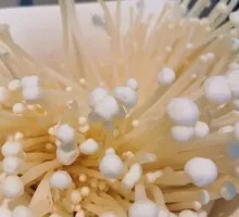 Enoki Mushroom