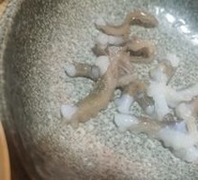 Live Octopus