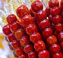 Hawthorn Glutinous Rice Candy Apples