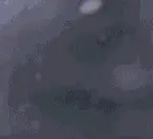 Signature Duck Blood and Noodles