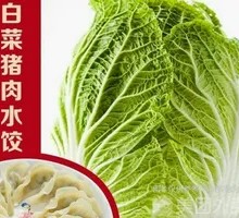 Fresh Pork Dumplings with Chinese Cabbage
