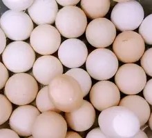 Six Harmonies Live Egg