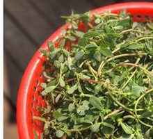 Cold-mixed Purslane Salad