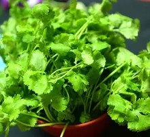 Cilantro