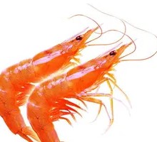 Prawn