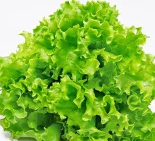 Lettuce