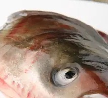 Fish Head
