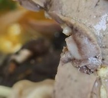 Pork腰片