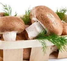 Shiitake Mushroom