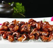 Salted Pepper Cicada