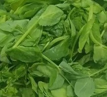 Pea Shoots