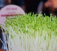 Fresh Bean Sprouts