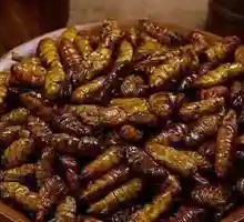 Fried Silkworm Pupae