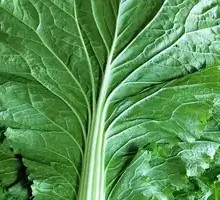 Fresh Northeast Cabbage Leaves