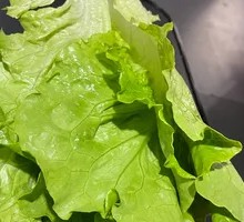Lettuce