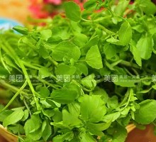 Watercress