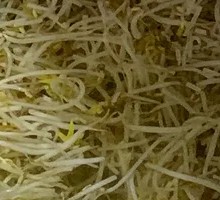 Bean sprouts
