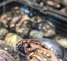Abalone