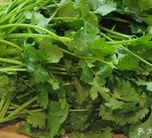 Cilantro