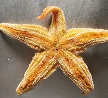 Steamed Sea Star