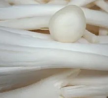 King Oyster Mushroom