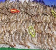 Large Green Shrimp
