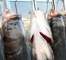 Qian Dao Lake Fish Head