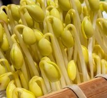 Well Water Bean Sprouts