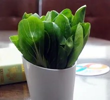 Baby Bok Choy