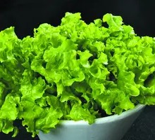Romaine Lettuce