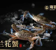 Orchid Crab