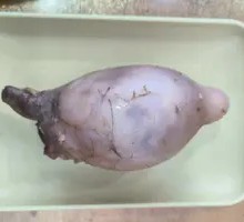 Lamb Treasure