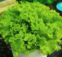 Green Vegetables