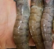 Large Shrimp