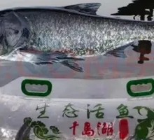 QianDao Lake Bighead Fish
