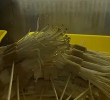 Tofu Skin with Enoki Mushrooms