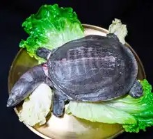 Firewood Turtle Stew