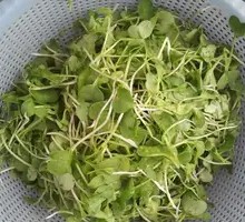 Radish Sprout Dish