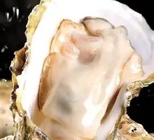 Fresh Oyster