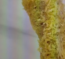 Nyonya Rolls