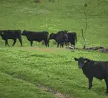 Australian Black Angus Wagyu M9+