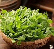Wild Pea Shoots from Guizhou