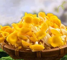 Chicken of the Woods