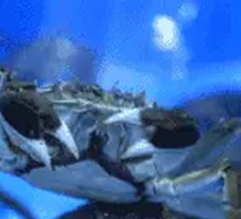 Freshwater Crab
