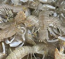 Crab-like Shrimp