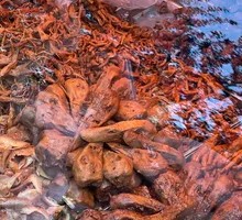 Signature Duck Head Dish